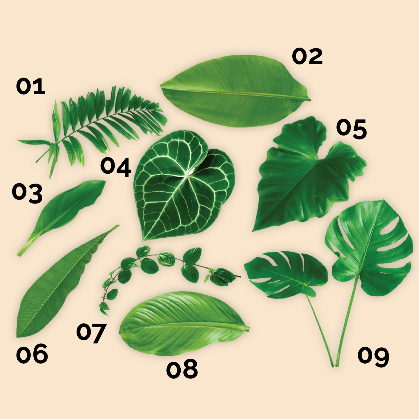 Assorted Leaves