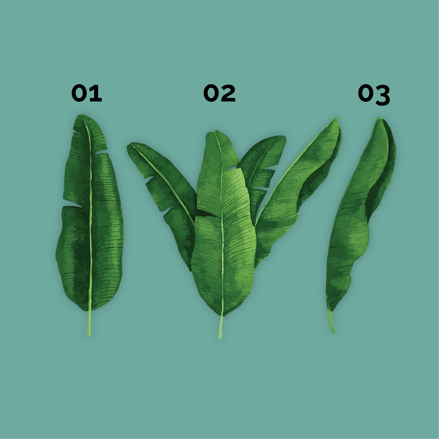 Banana Leaves
