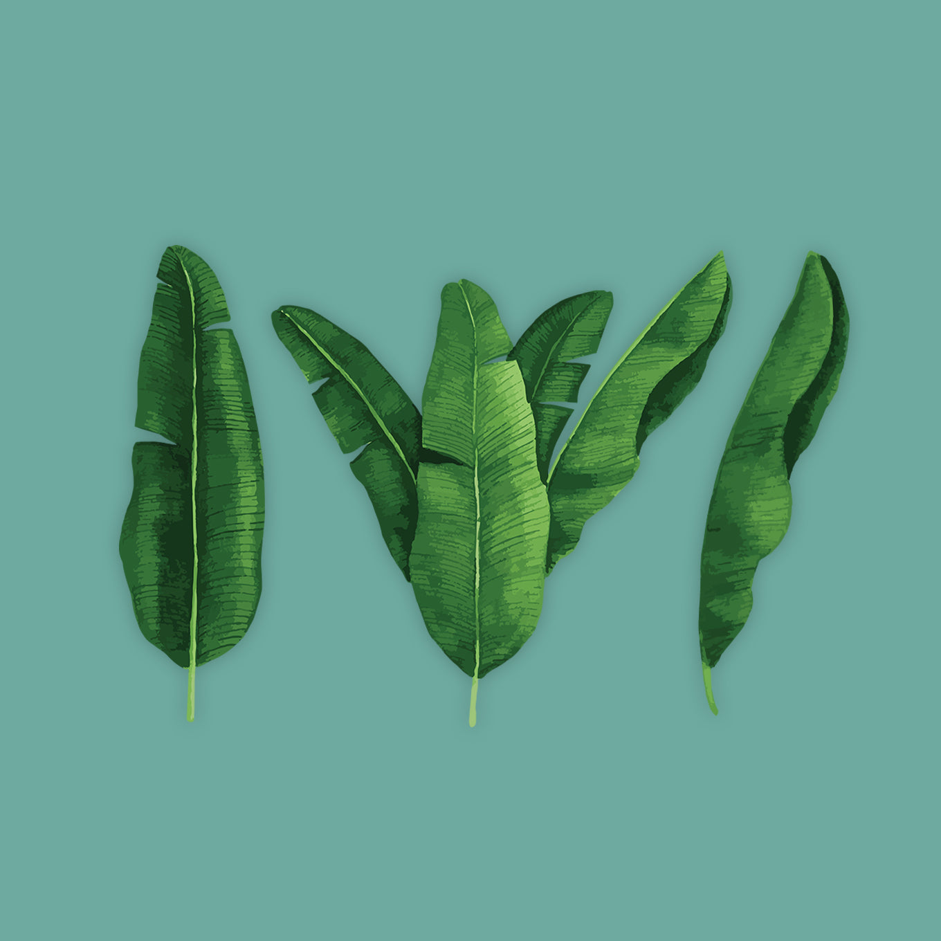 Banana Leaves