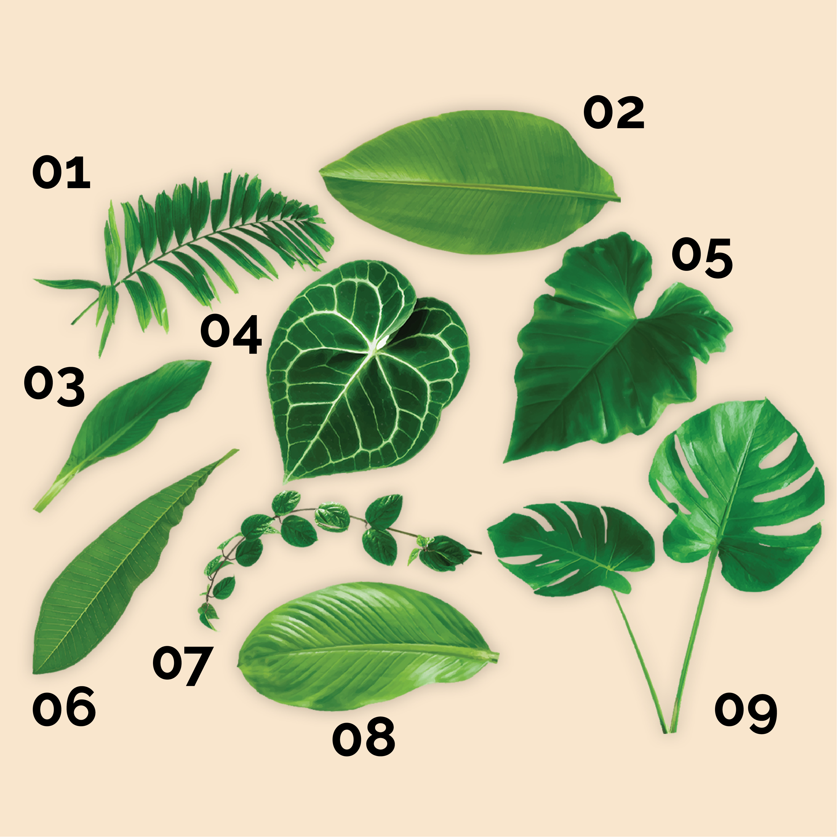 Assorted Leaves