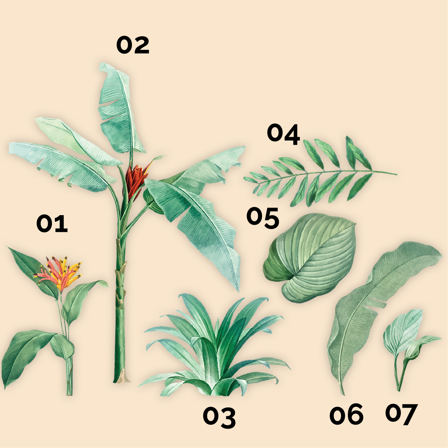 Tropical Plants
