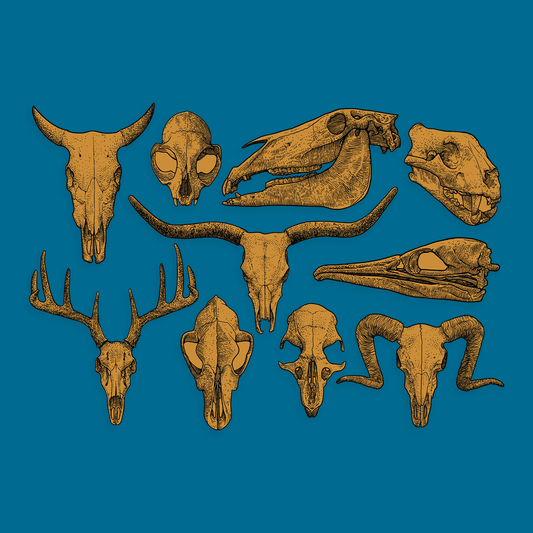 Skull Mount Decals