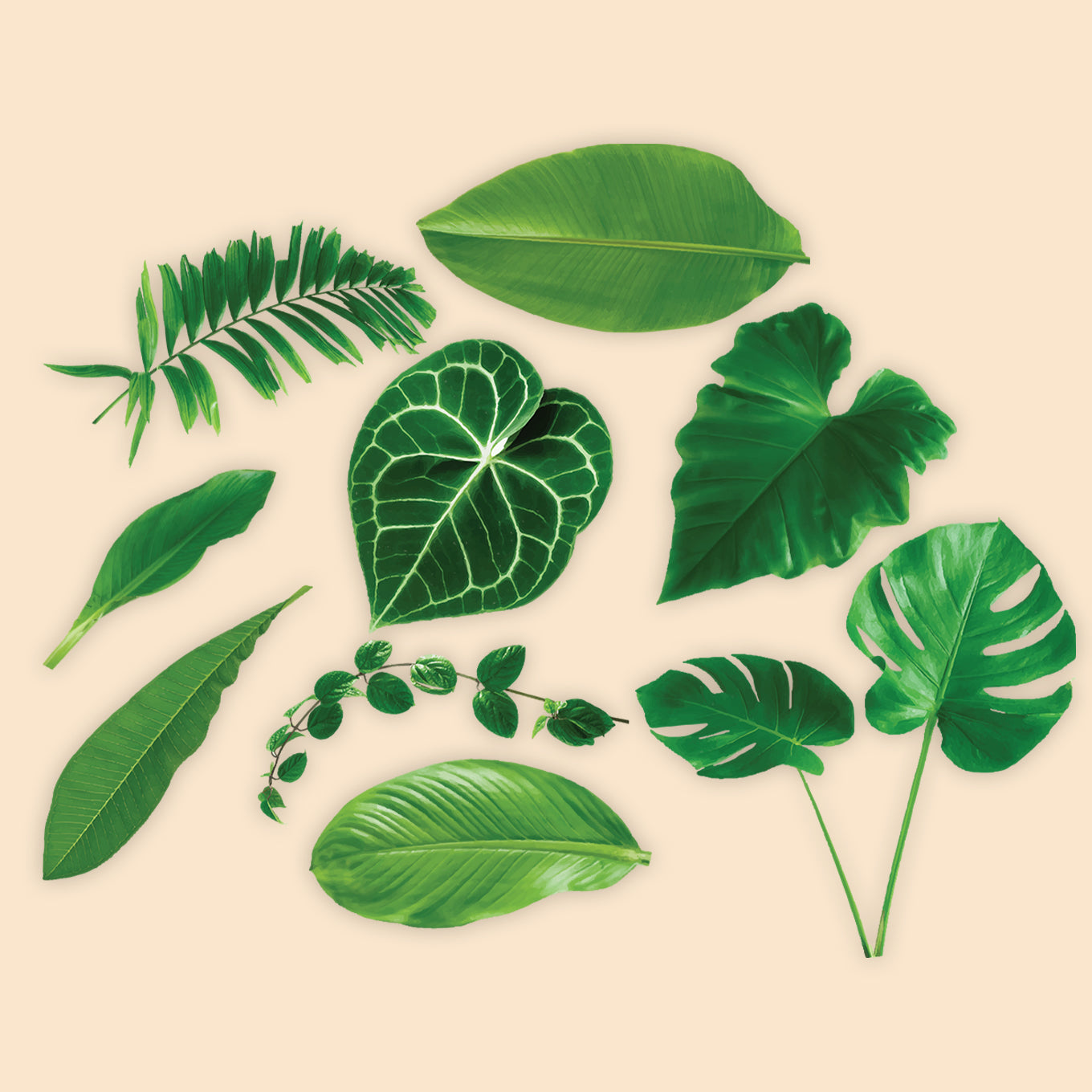 Assorted Leaves