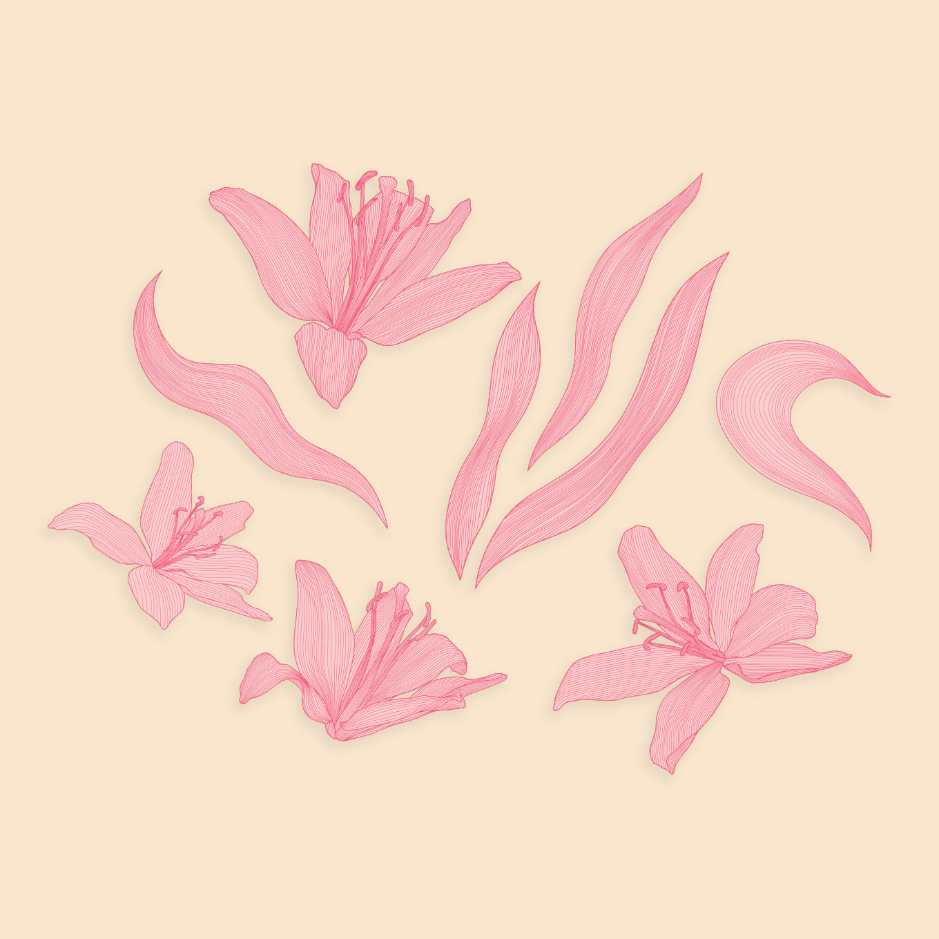 Pink Linear Flowers